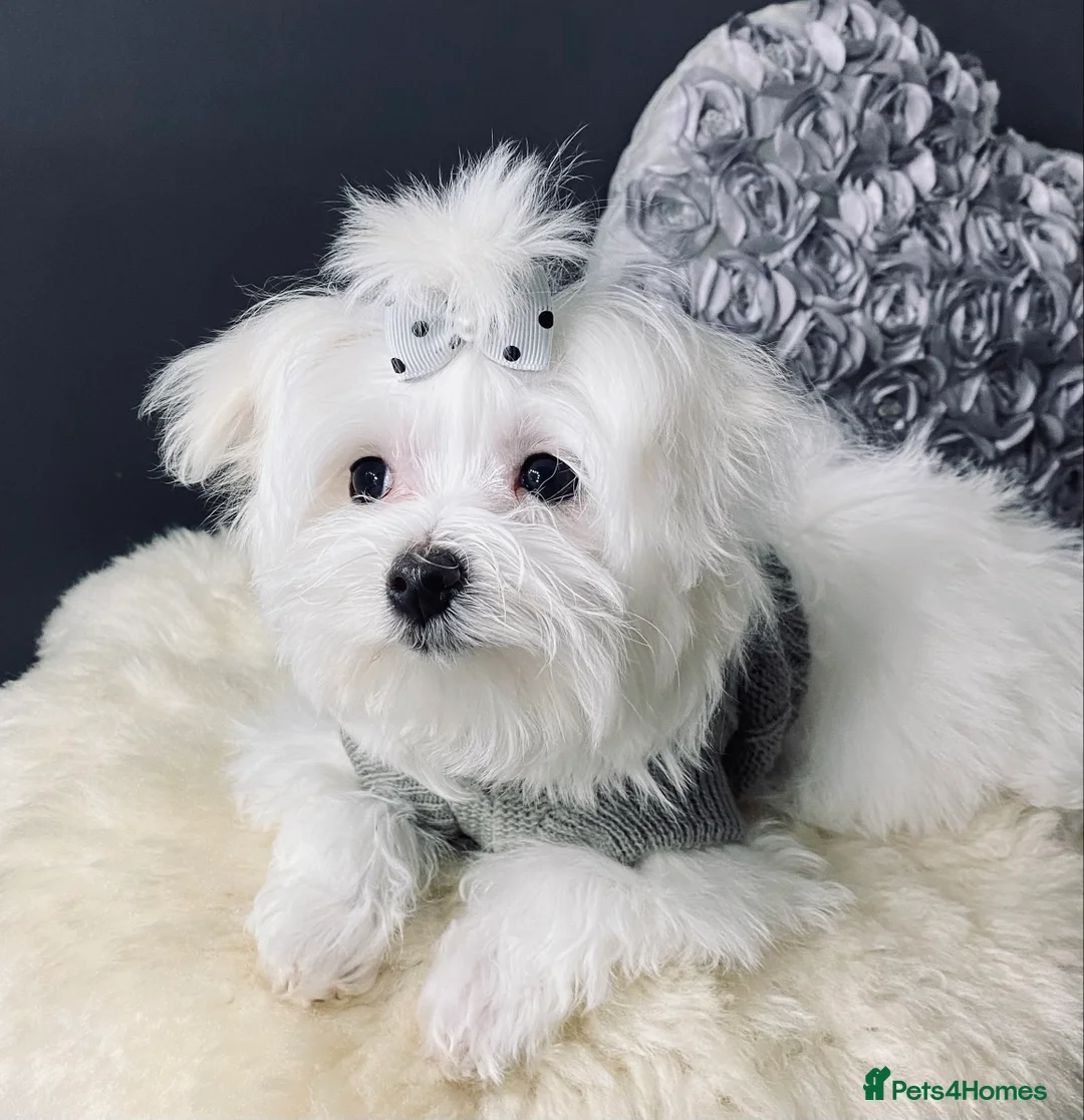 Maltese dogs for sale: ✨ Outstanding KC korean Maltese Puppies ✨ - Advert 18