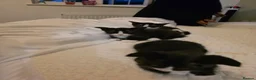 Mixed Breed cats for sale: 1 boy 1 girl tuxedo kittens in Arlesey - Advert 6
