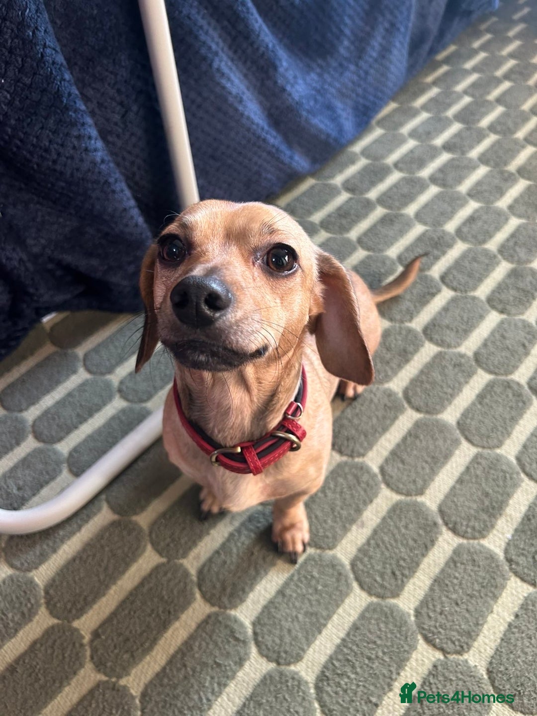 Chiweenie dogs for sale: Chiweenies 1 male 1 female available now.  - Advert 6