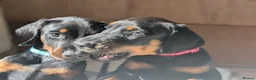 Dobermann dogs for sale: Ready for new homes today!Vaccination✅ microchip✅ - Advert 18