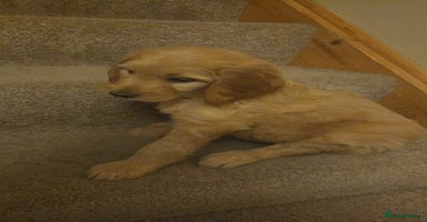 Goldendoodle dogs LAST 2 HUGE PRICE DROP TO RE-HOME ASAP - Advert 14