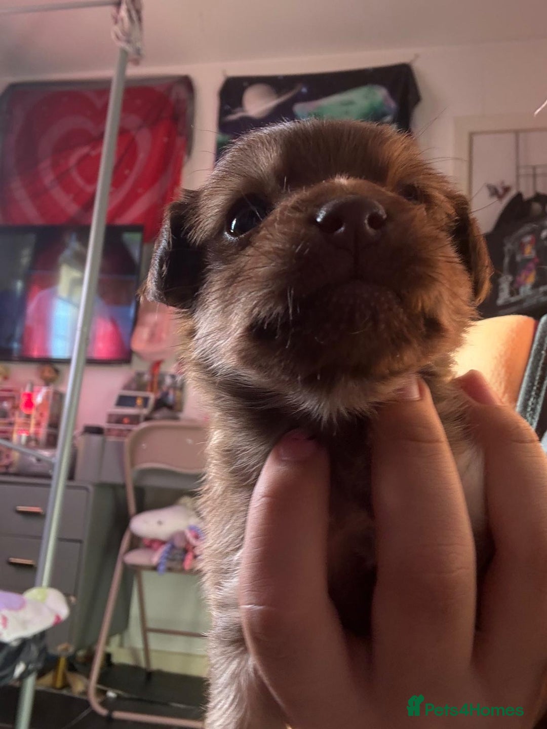 Mixed Breed dogs for sale: chihuahua mixed breed - Advert 4