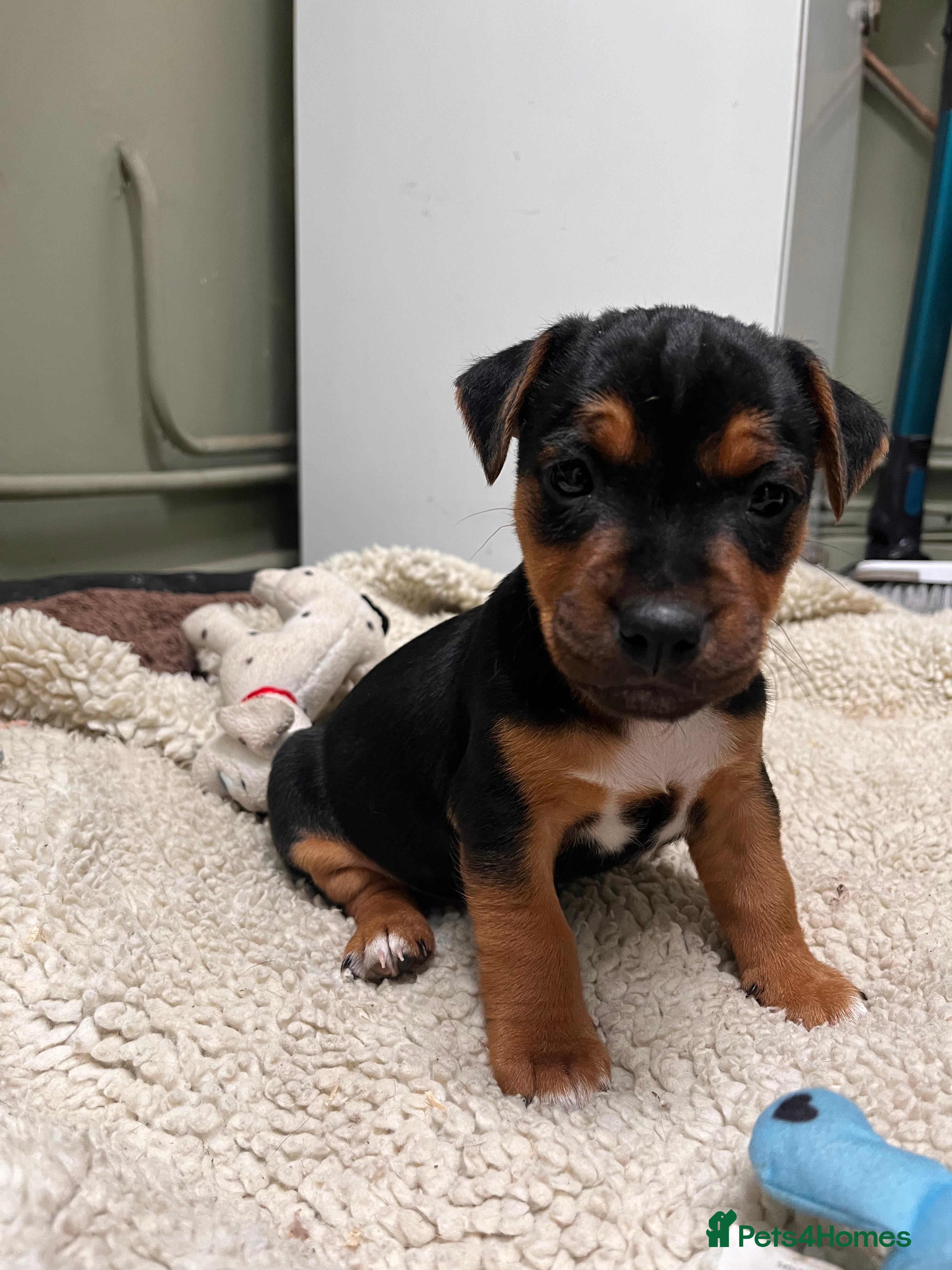 Mixed Breed dogs Stunning Lakeland X Jack Russell BOY  - Advert 15