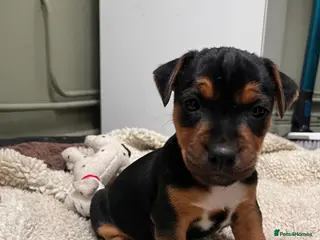 Mixed Breed dogs Stunning Lakeland X Jack Russell BOY - Advert 15