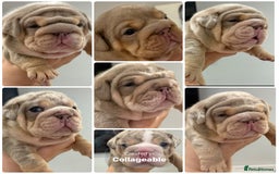English Bulldog dogs for sale: Kc litter outstanding bloodlines bulldog pups  - Image 3