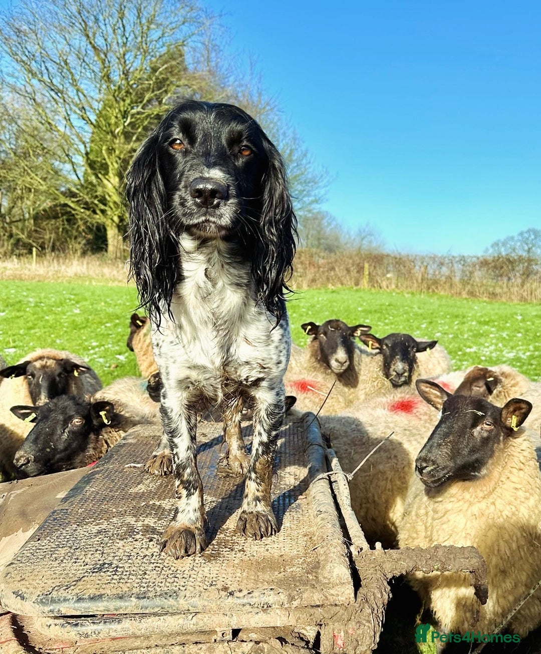 Mixed Breed dogs for sale: Gorgeous litter of 8 x F1 Sprocker Spaniels - Image 7