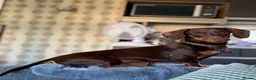 Miniature Dachshund dogs for sale: Frankie in Search of His Forever Home  in Alfreton - Advert 18
