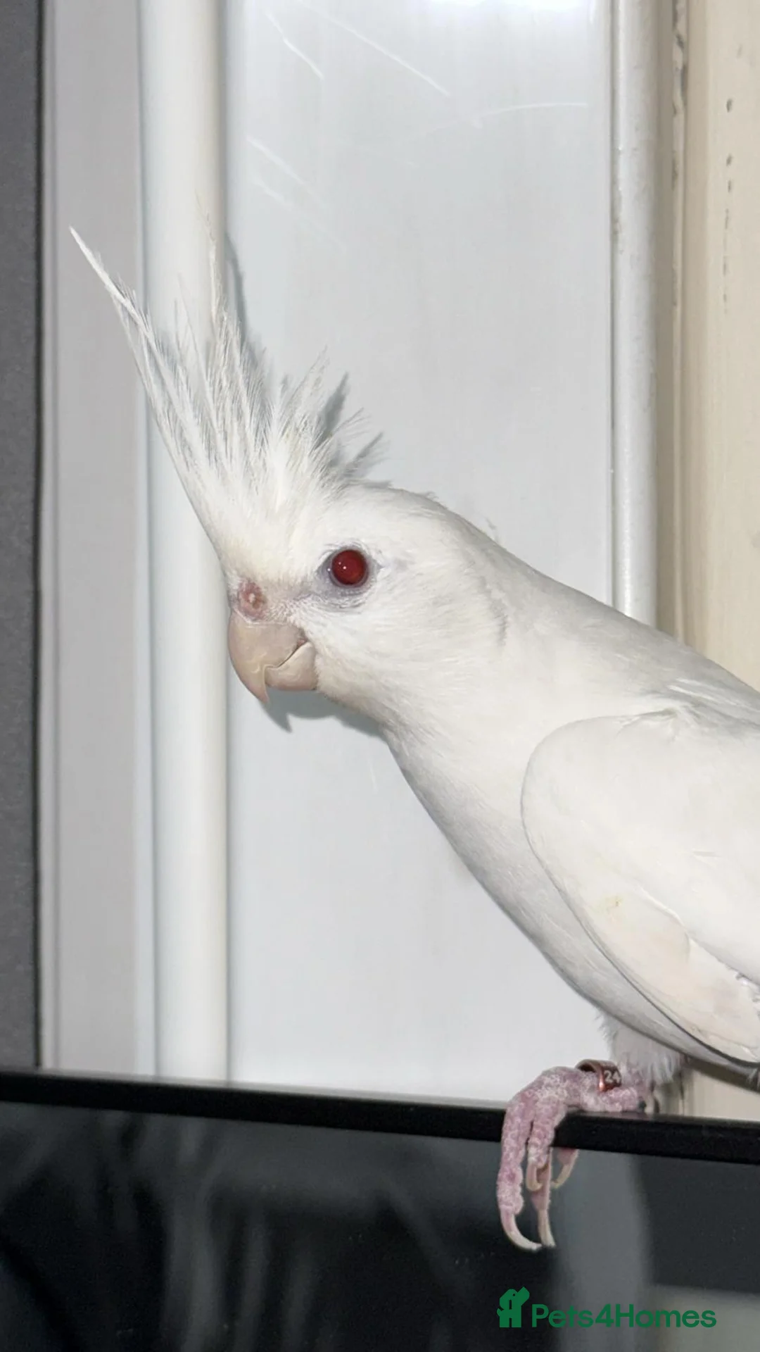 Cockatiels birds for sale: Albino Cockatiel For Sale - Advert 4