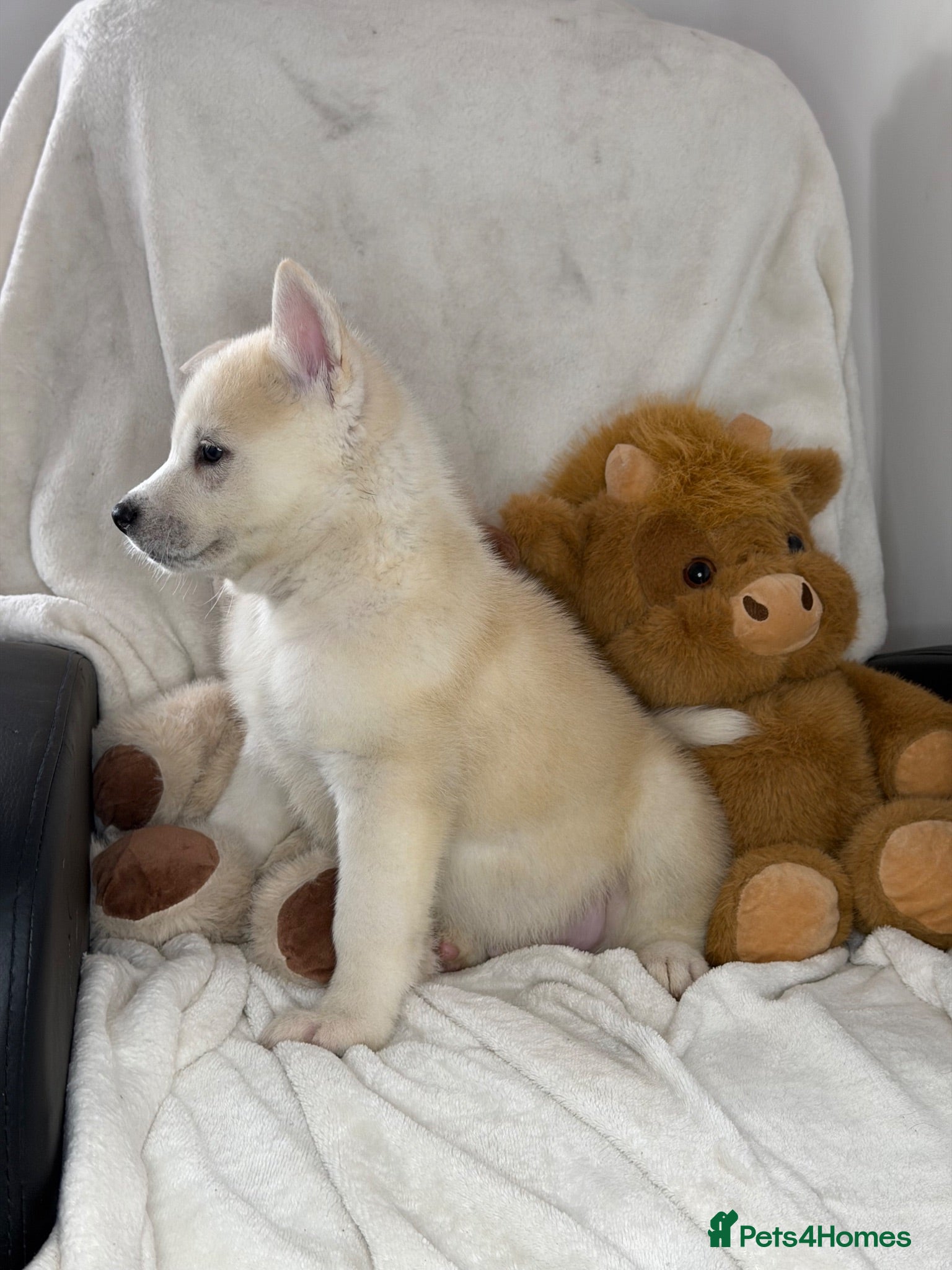 Siberian Husky dogs Siberian husky puppies  - Advert 2