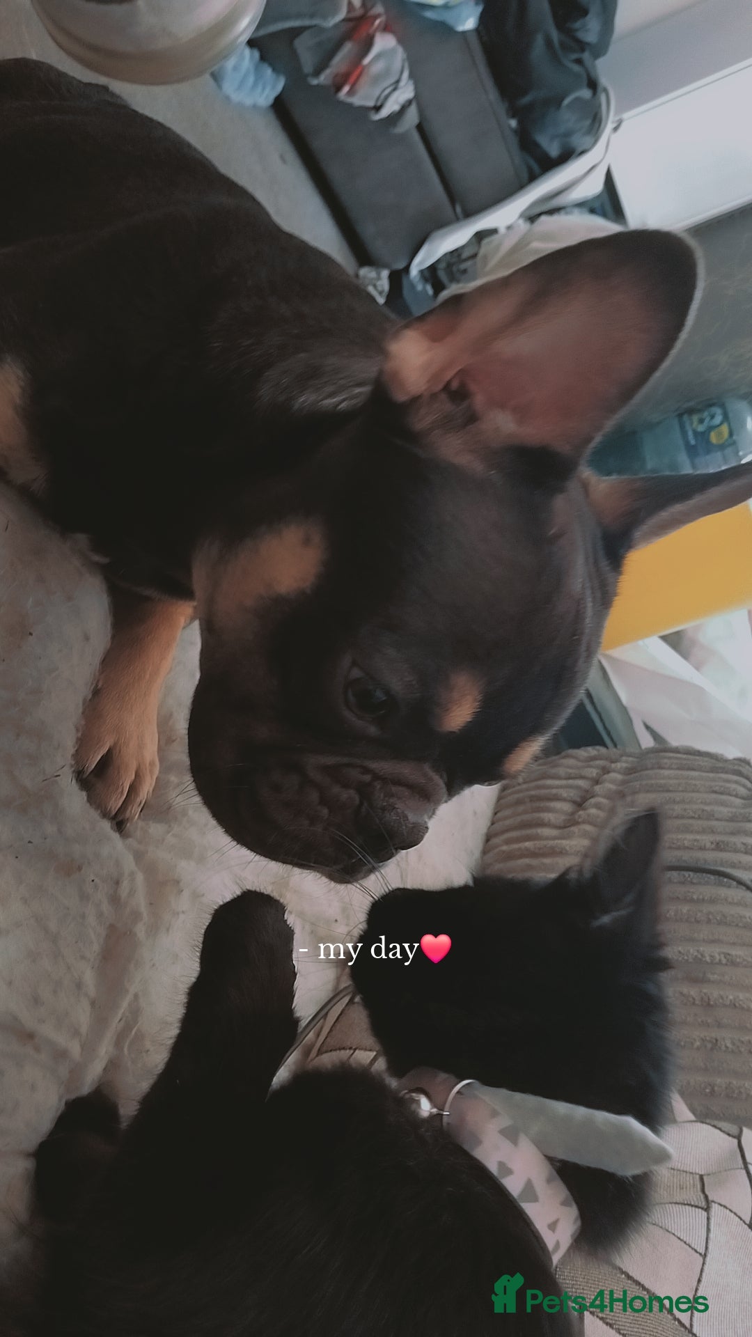 French Bulldog dogs for sale: Rolo  - Image 3