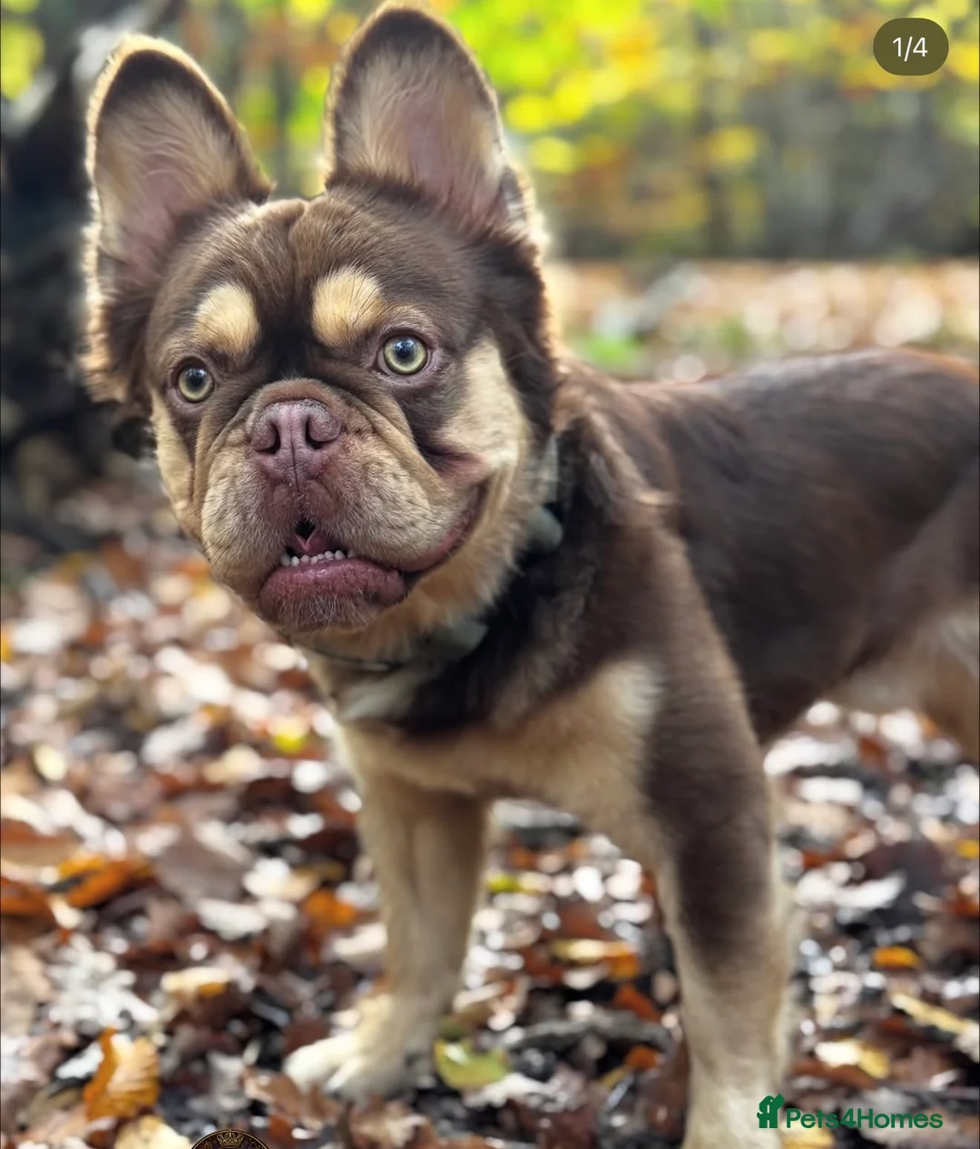 French Bulldog dogs for sale: Full fluffy frenchies  - Advert 3
