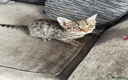 Bengal cats for sale: Beautiful female  kitten❤️ - Image 3
