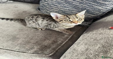 Bengal cats - Advert 9