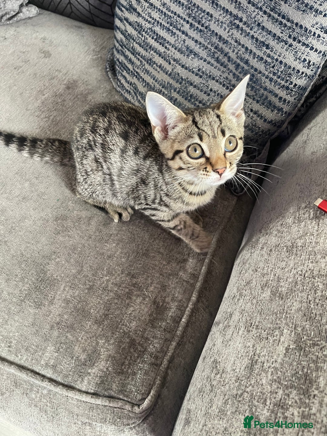 Bengal cats for sale: Beautiful female  kitten❤️ - Image 3