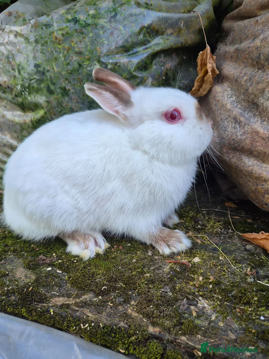 Netherland Dwarf rabbits for sale: Young Netherland dwarf buck for sale £50 in Manchester - Advert 1