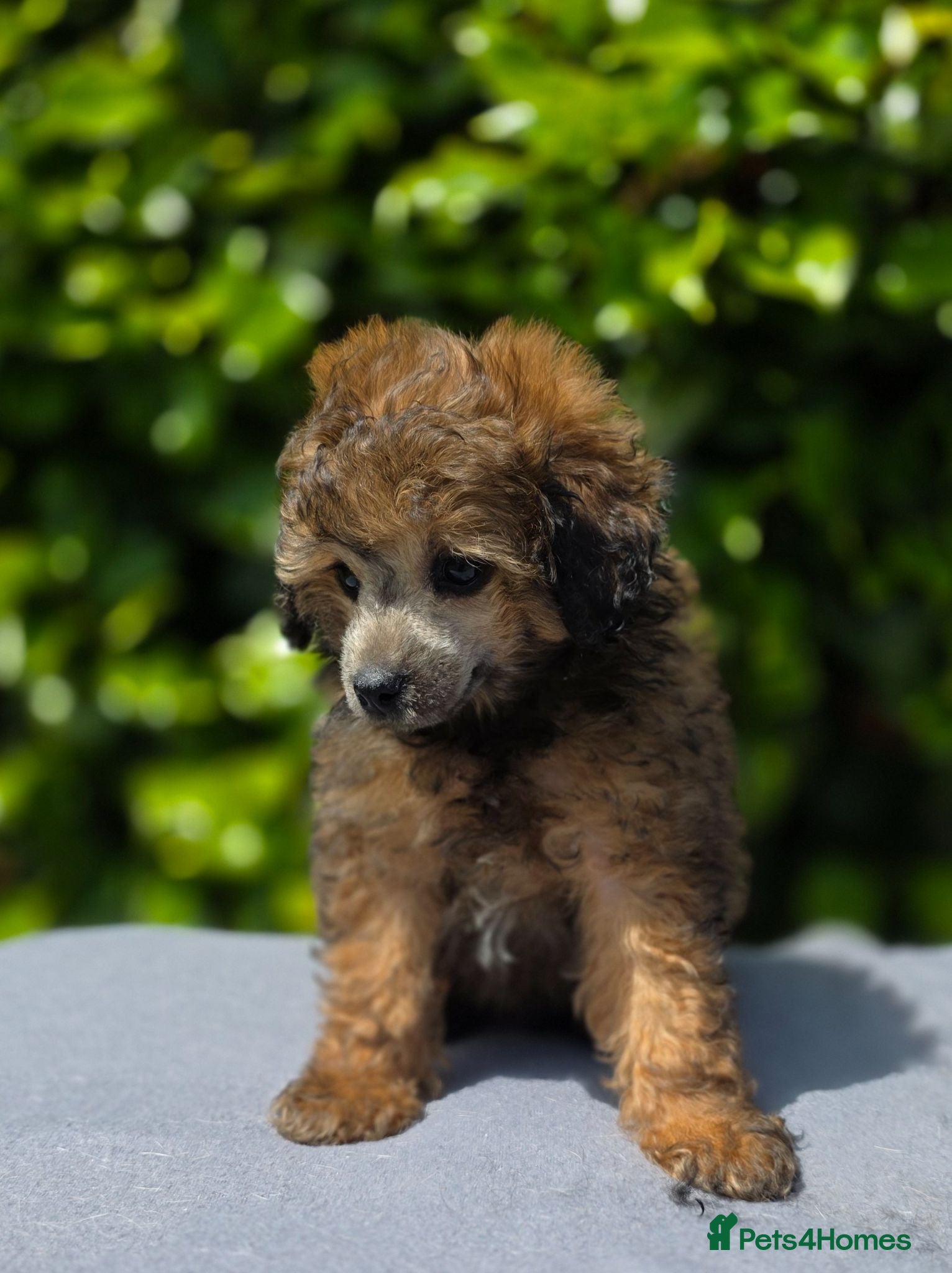Toy Poodle dogs KC REGISTERED TOY POODLES FULLY HEALTH TESTED  - Advert 7