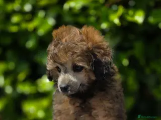 Toy Poodle dogs KC REGISTERED TOY POODLES FULLY HEALTH TESTED - Advert 7