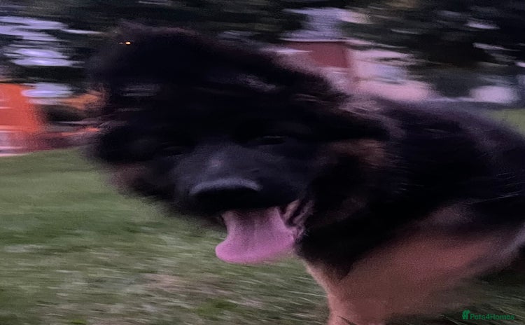 German Shepherd dogs - Advert 1