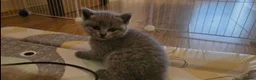 British Shorthair cats for sale: british shorthair - Advert 3