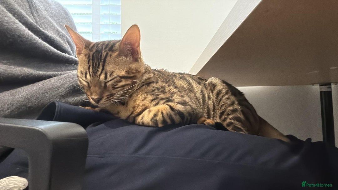 Savannah cats for sale: Savannah x Bengal - Image 8