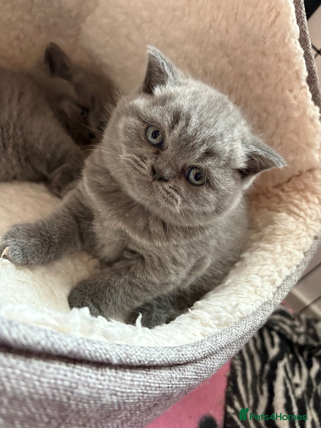 British Shorthair cats for sale: Beautiful blue British shorthair kitten  - Image 8