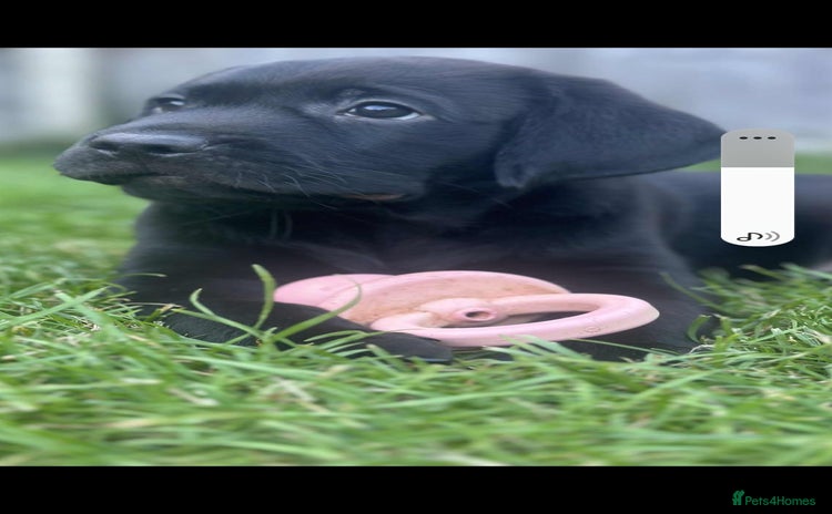 Labrador Retriever dogs - Advert 16