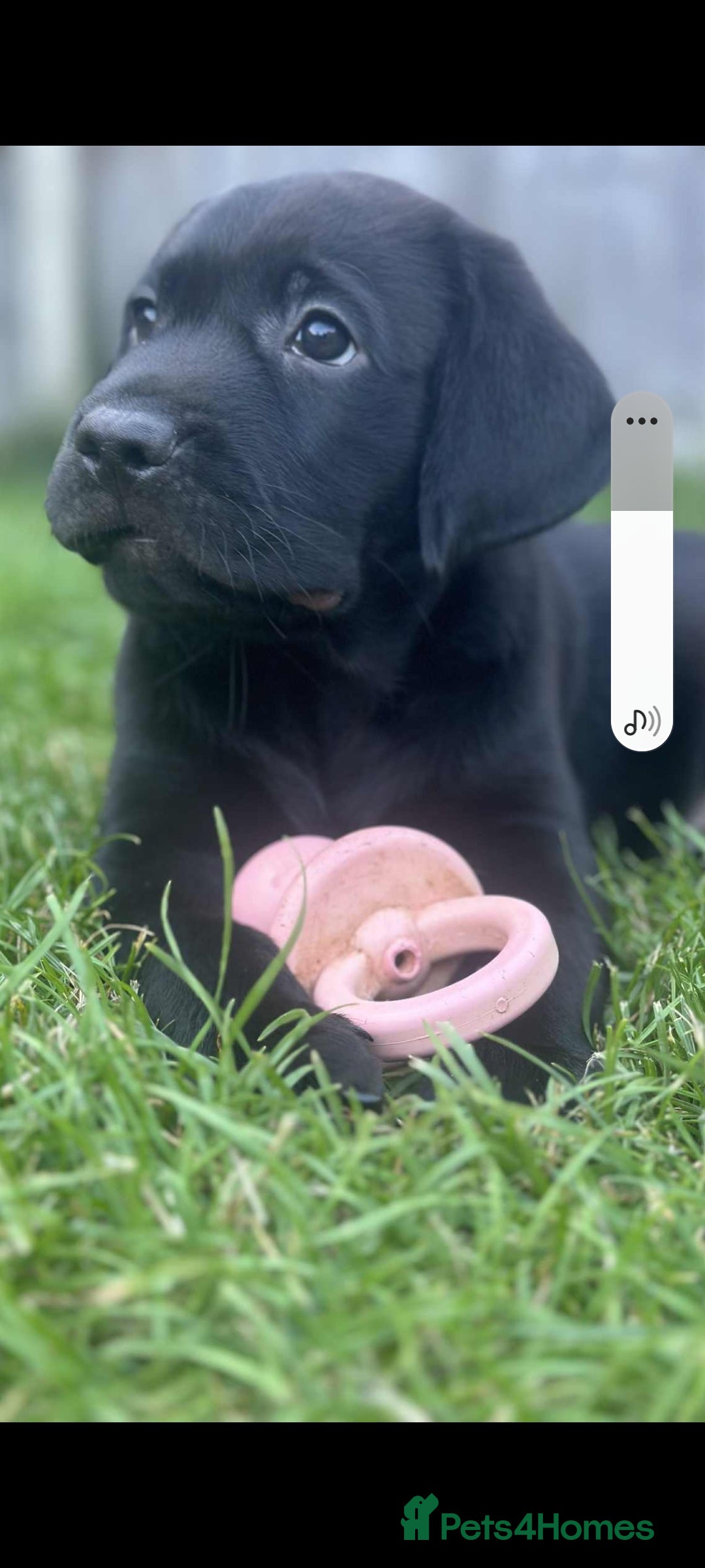 Labrador Retriever dogs for sale: Labrador puppies 1 red girl 1 black boy  - Image 1