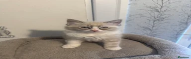Ragdoll Kitten 1
