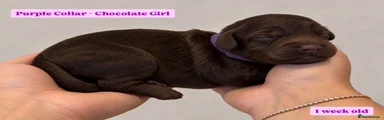 Cockapoo 7 - Purple Collar - Chocolate 
