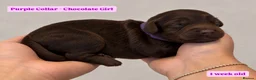 Cockapoo dogs for sale: Extensively DNA Tested Cockapoo Puppies 🧬 - Advert 12