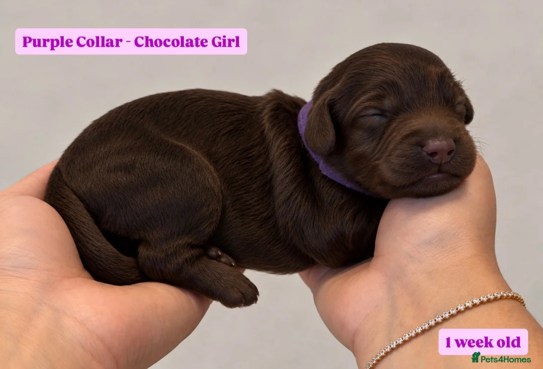 Cockapoo dogs for sale: Extensively DNA Tested Cockapoo Puppies 🧬 - Advert 12