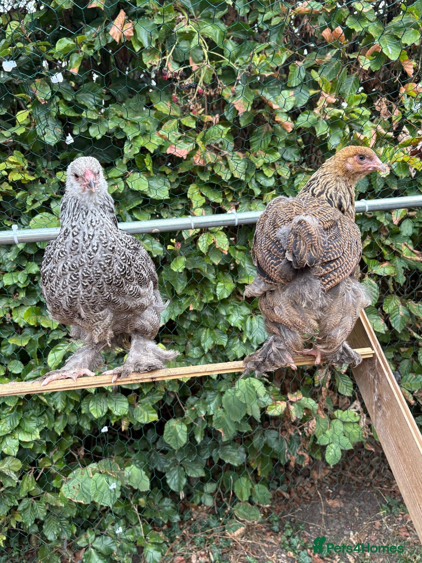 Chickens poultry Various pullets for sale  - Advert 4