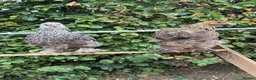 Chickens poultry for sale: Various pullets for sale  - Advert 1