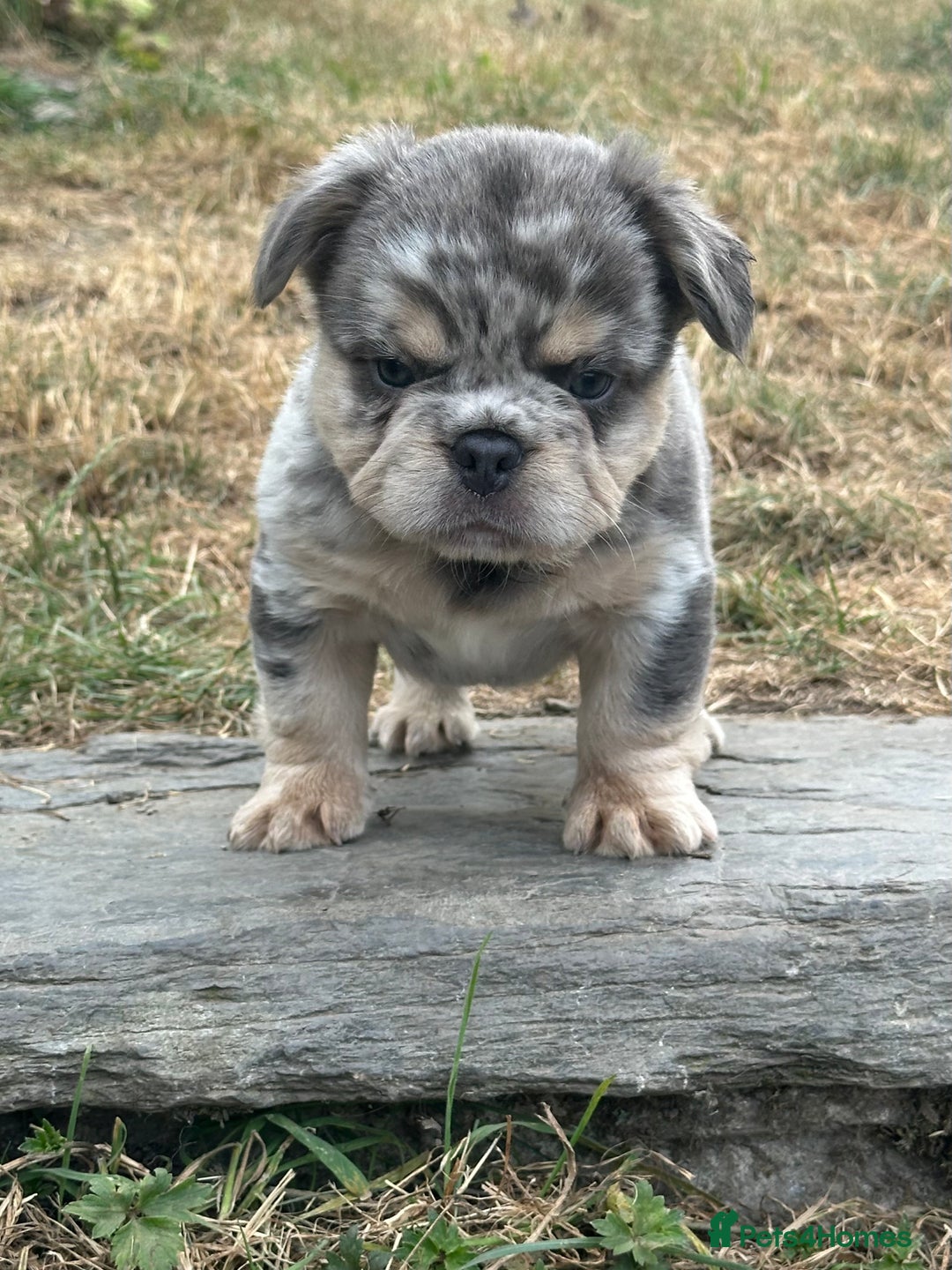 French Bulldog dogs for sale: 7 fluffy French Bulldogs puppies - Image 15