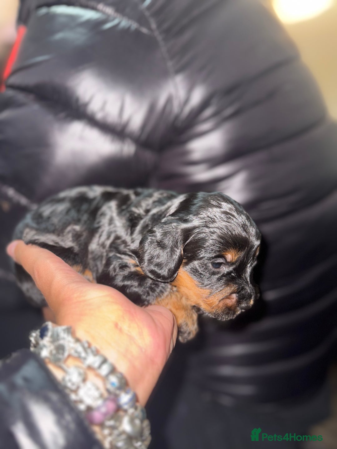 Cockapoo dogs for sale: Beautiful cockerpoo pups  - Advert 8