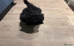 Shihpoo dogs for sale: Shihpoo puppy - Advert 2