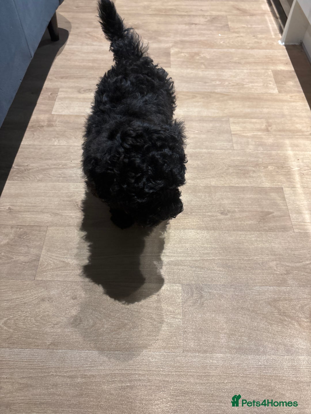 Shihpoo dogs for sale: Shihpoo puppy - Advert 2