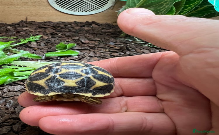 Tortoise reptiles - Advert 3