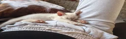 Siamese cats for sale: 🐾 Siamese kittens for sale 🐾 in Radstock - Advert 15