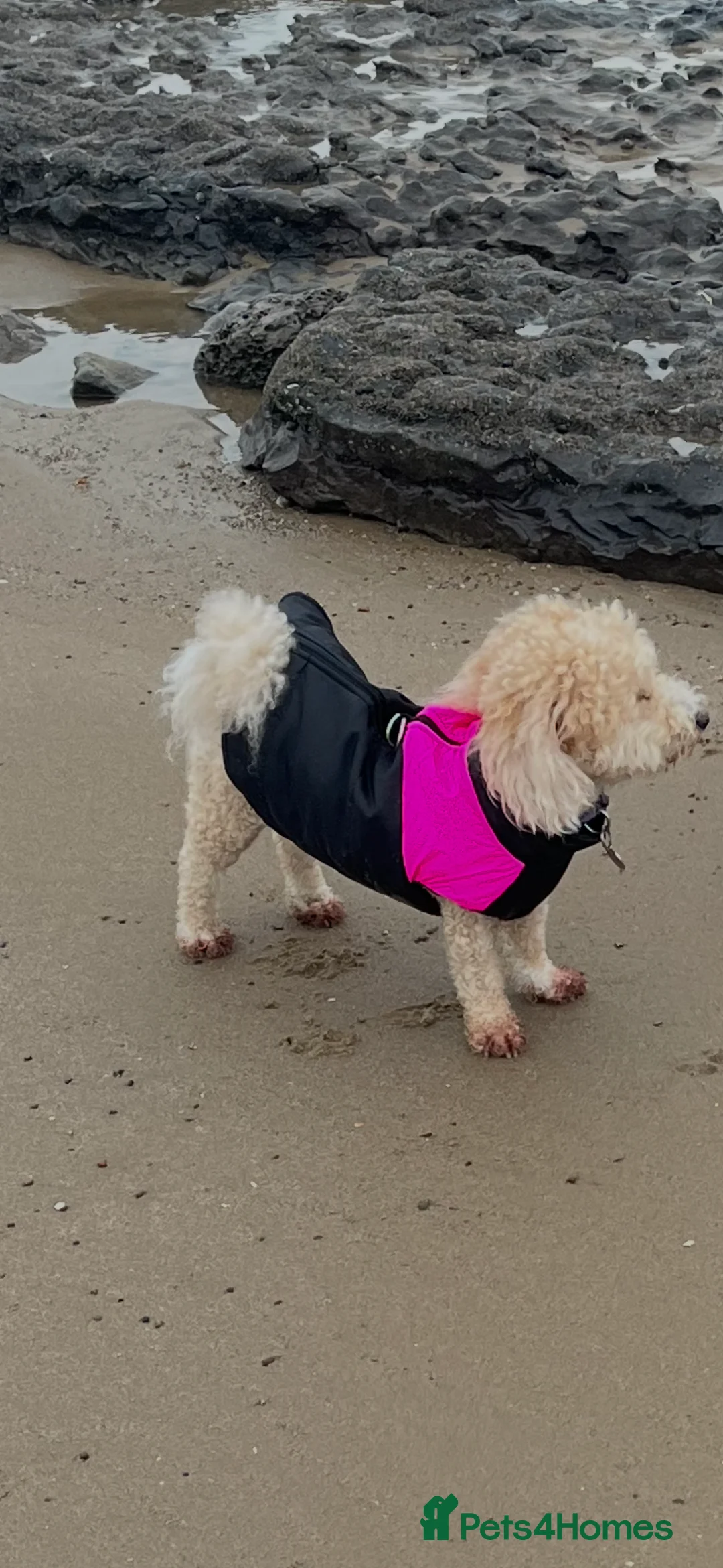 Poochon dogs for sale: Teddy- female Poochon - Advert 5