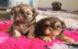 Shih Tzu dogs for stud: Stunning Lavender Dobie Shih Tzu in Motherwell - Image 15