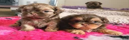 Shih Tzu dogs for stud: Stunning Lavender Dobie Shih Tzu in Motherwell - Advert 15