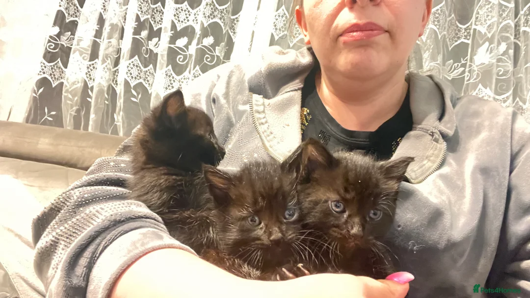 Mixed Breed cats for sale: Kittens available now london - Advert 11