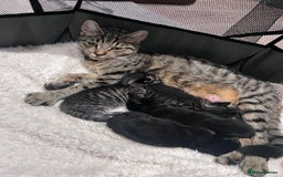 Mixed Breed cats for sale: Beautiful kittens for sale  - Image 1