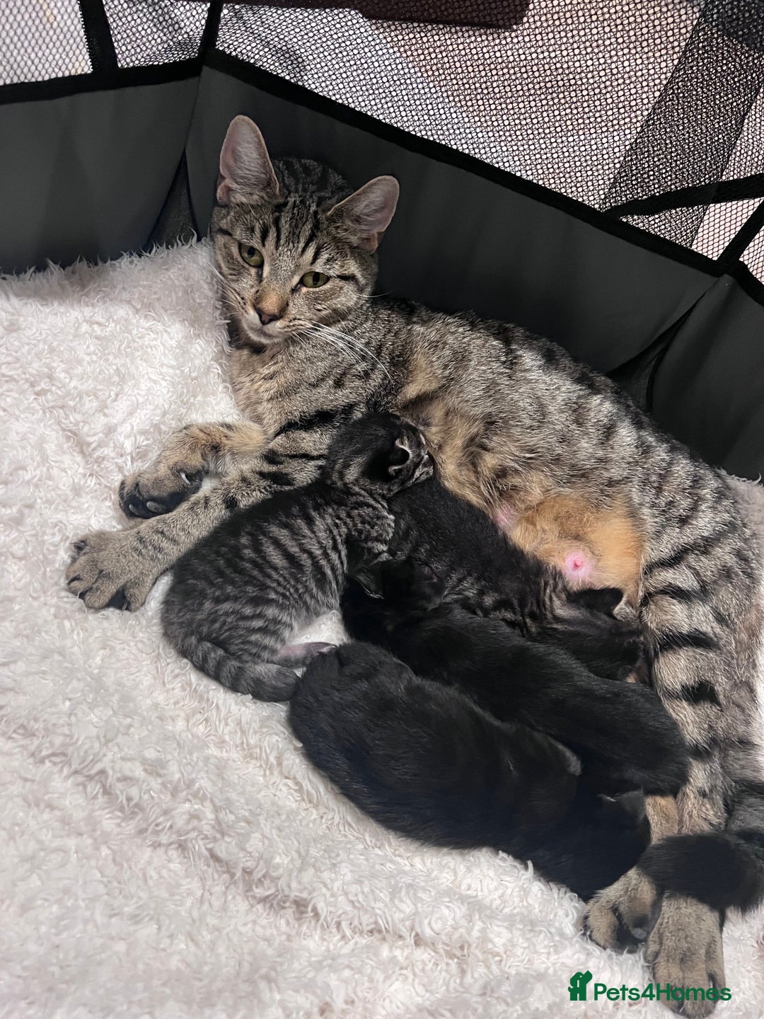 Mixed Breed cats for sale: Beautiful kittens for sale  - Image 1