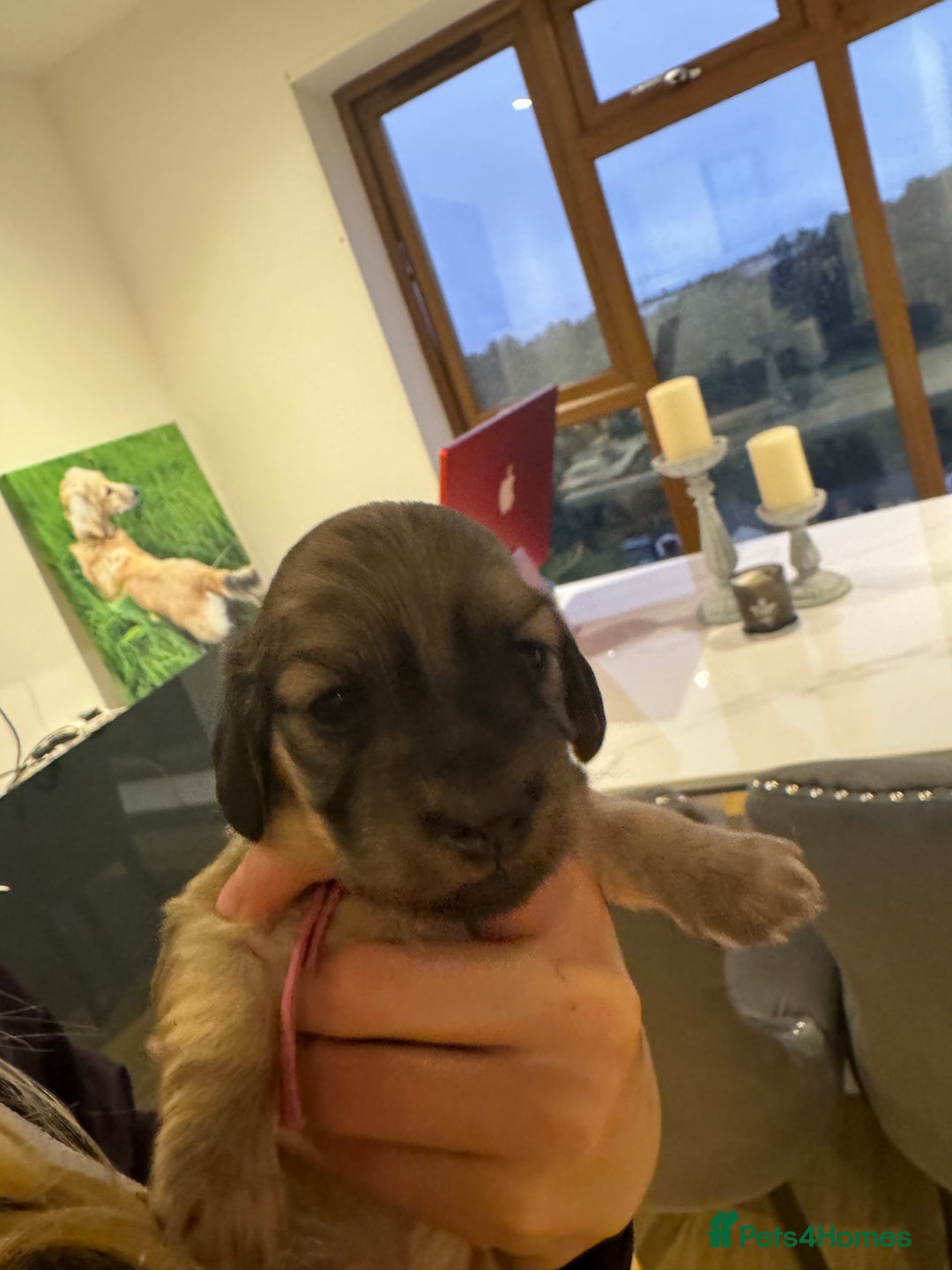 Miniature Dachshund dogs for sale: Reservation list now open! - Image 23