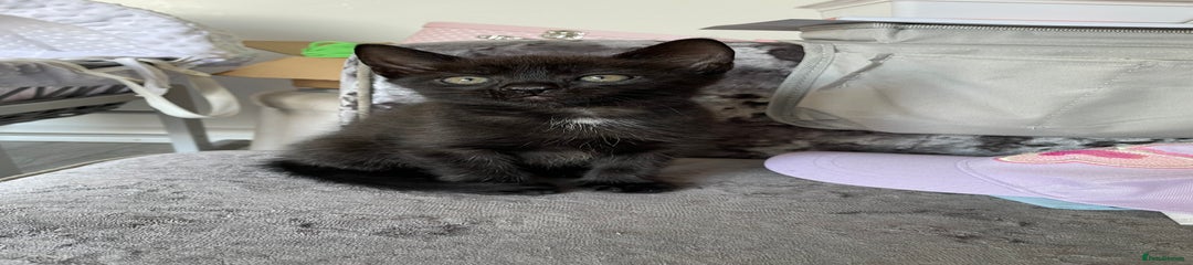 British Shorthair Kitten 4