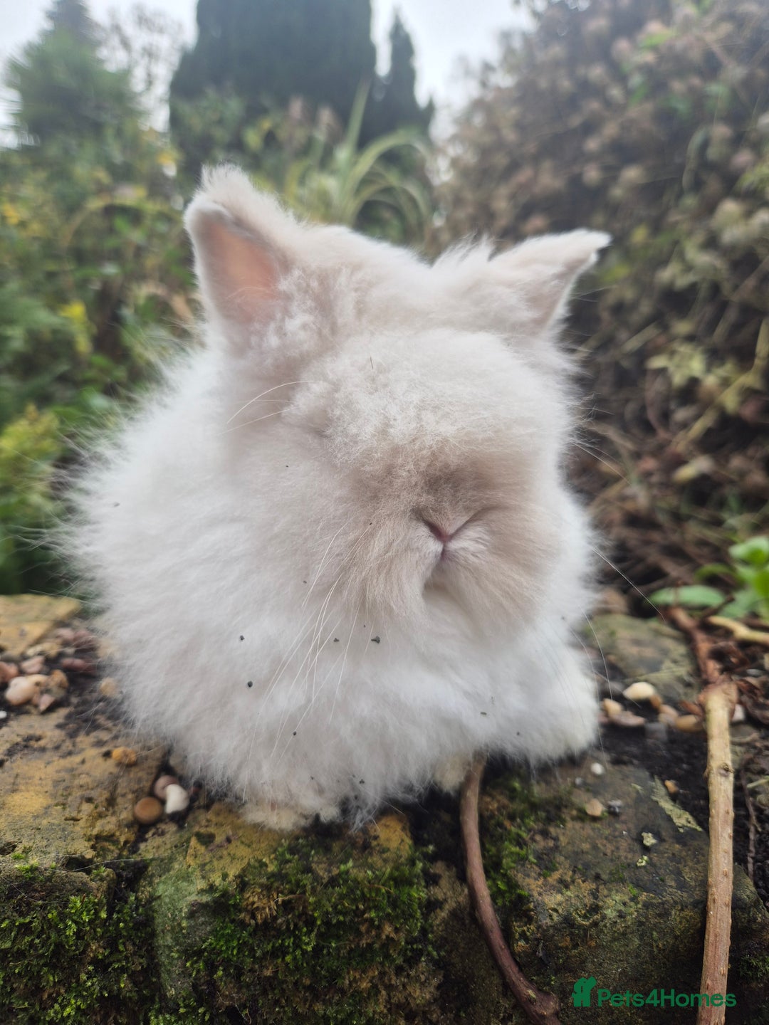 Angora rabbits for sale: Teddydwerg babies 💓💙 READY NOW 😍  - Advert 22
