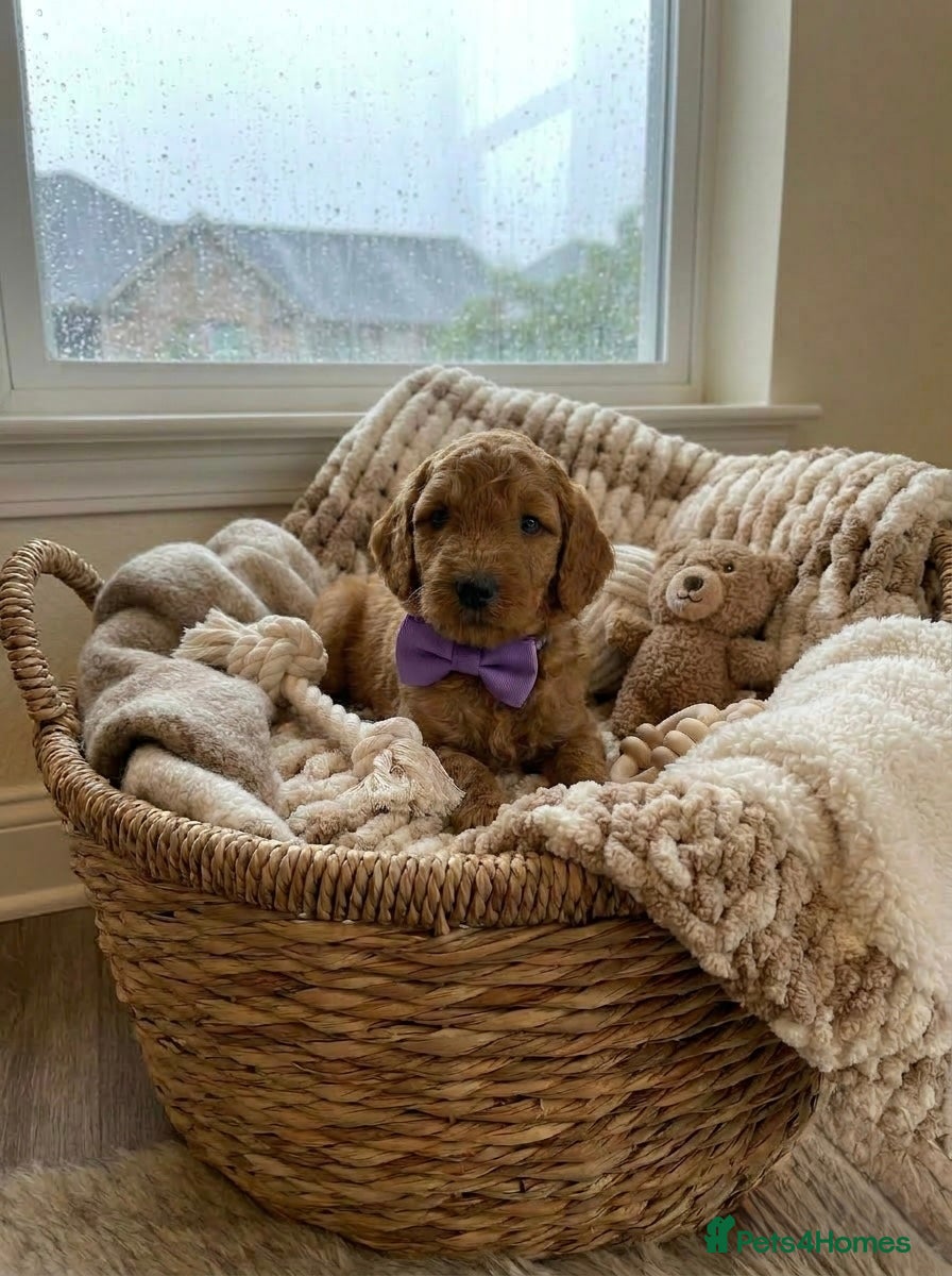 Australian Labradoodle dogs 🌟 Australian Labradoodle Puppies  🌟 - Advert 4
