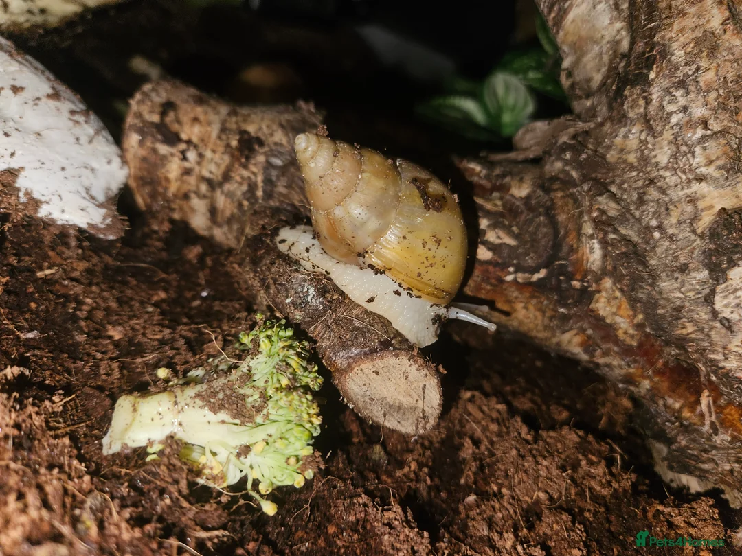 Snails invertebrates for sale: Giant african land snails - Advert 5